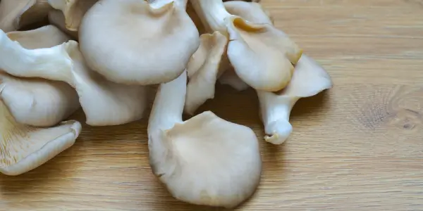 Funghi Pleurotus: la scheda completa con le caratteristiche