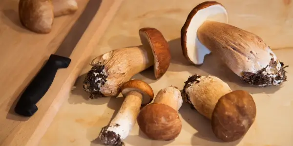 Funghi Porcini: la scheda completa con le sue proprietà